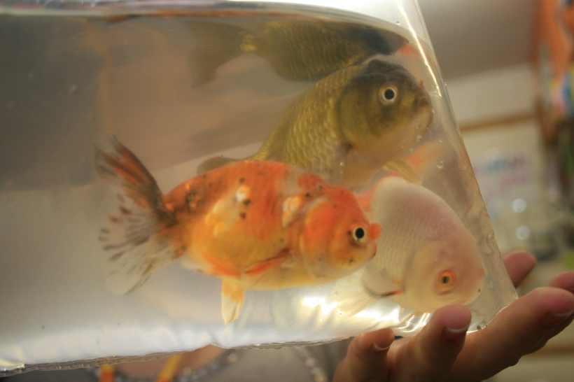 Three_Ranchu_Goldfish.jpg